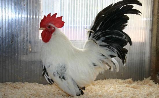 Gà Chabo 1 giống gà tre kiểng siêu đẹp và đáng nuôi 19 chapo1