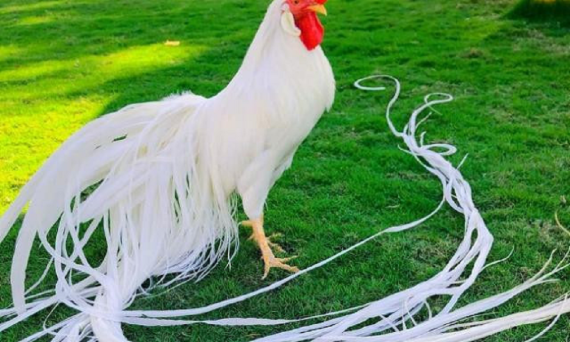 GÀ ONAGADORI: GIỐNG GÀ KIỂNG ĐUÔI DÀI ĐẸP TOP 1 NHẬT BẢN 22 ga Onagadori 1