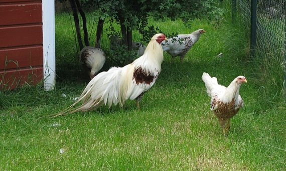 Gà Yokohama chính là giống gà kiểng đuôi dài siêu đẹp 7 ga Yokohamahu