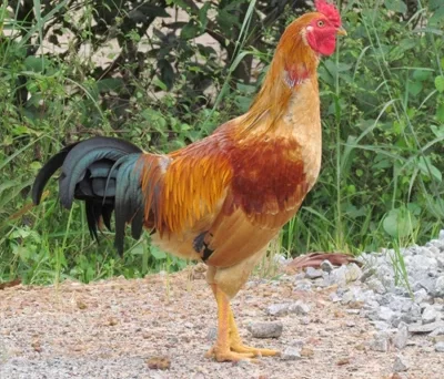 Gà Lương Phượng mang lại giá trị kinh tế cao của Trung Quốc 16 ga luong phuong