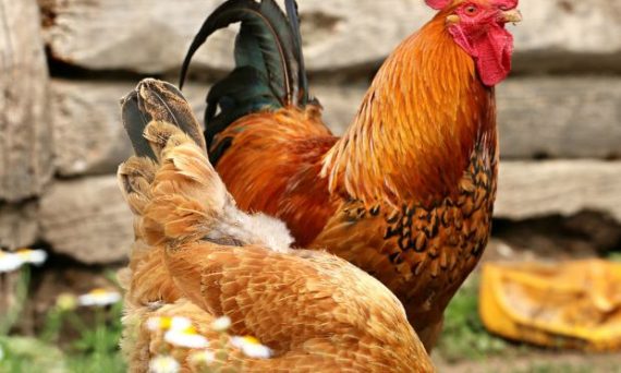 Gà Tam Hoàng mệnh danh giống gà đa dụng năng suất 13 ga tam hoang