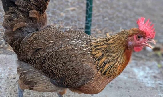 Gà Pennedesenca giống gà thả vườn Tây Ban Nha siêu thịt 4 penedesenca1