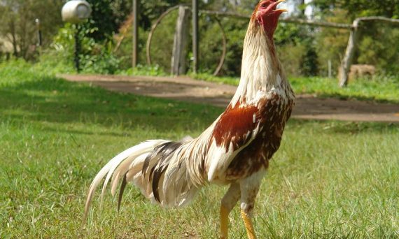 Gà Shamo chuẩn giống quân kê số 1 Nhật Bản 28 shamo1