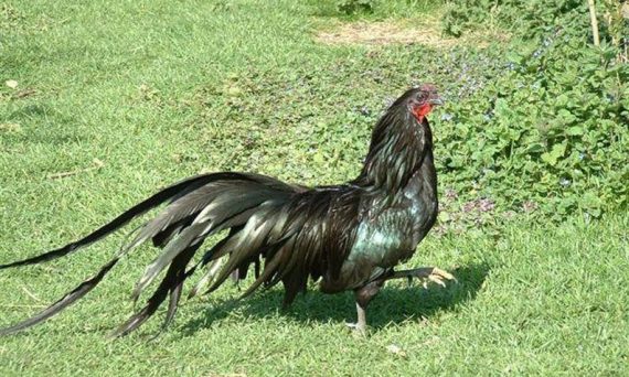 GÀ SUMATRA là giống chiến kê thật đa dụng số 1 13 sumatra bantam01