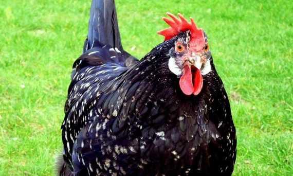 Gà Ancona giống gà đến từ Anh Quốc khá đa dụng 25 Ga Ancona 1