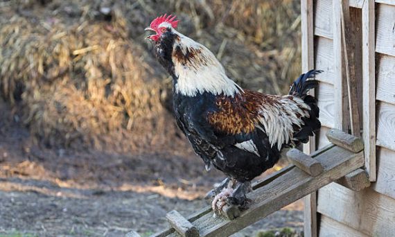 Gà Faverolles - Giống gà ngoại hình to lớn đến từ Pháp 7 Ga Faverolles