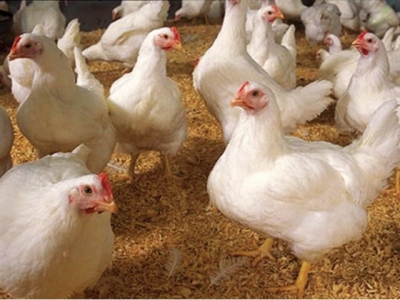 Gà Hybro một giống gà công nghiệp chuyên nuôi thịt 10 Ga Hybro