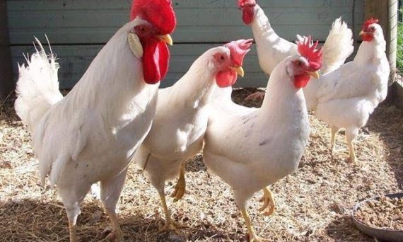 Gà Leghorn giống gà đẻ trứng kỷ luật đến từ Ý 22 Ga Leghorn