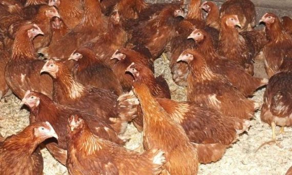 Gà Lohmann Nâu chuyên trứng và cũng cho thịt cao sản 10 Ga Lohmann nau1