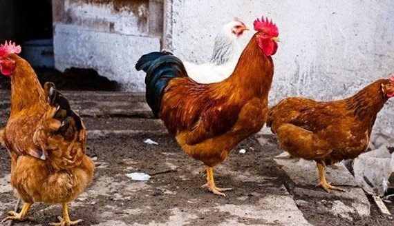 Gà Redbro - Giống gà Pháp sinh trưởng nhanh, cho thịt cao sản 1 Ga Redbro1