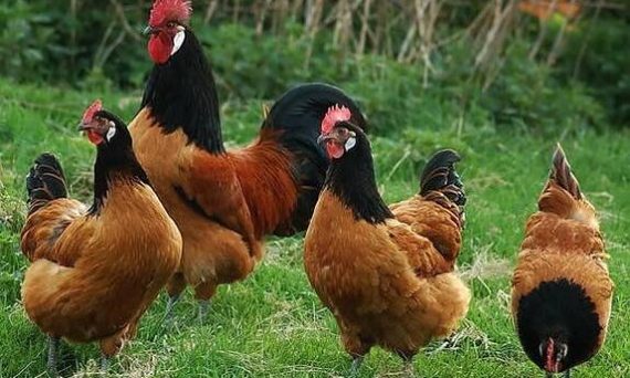 Gà Vorwerk – Giống gà quý đa dụng nguồn gốc từ Đức 19 Ga Vorwerk