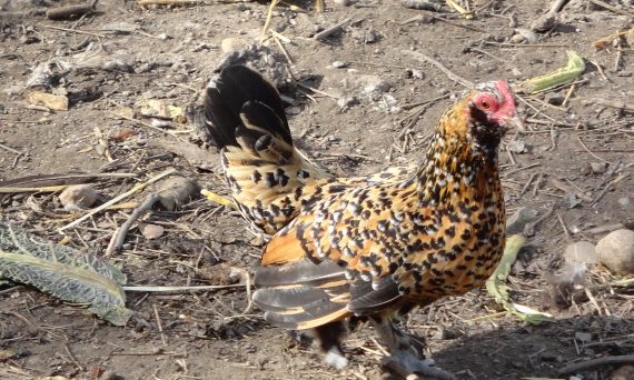 Gà tre Bốt một giống gà kiểng đặc biệt đến từ Hà Lan 22 Ga tre Bot1