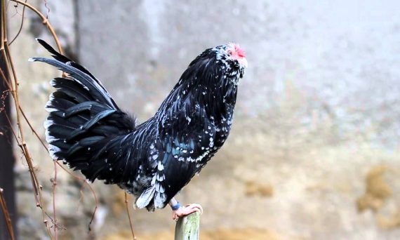 Gà tre râu Bỉ – Tuyệt tác kiểng cảnh như hoa trong vườn 28 Ga tre rau bi