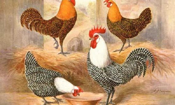 Gà Campine giống gà khỏe khoắn năng động đến từ Bỉ 1 ga Campine