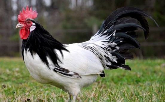 Gà Lakenvelder giống gà màu đen trắng đến từ Đức 16 ga Lakenvelder