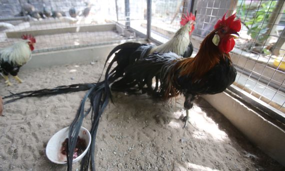 Gà Phượng Hoàng Đức – Hậu Duệ Hoàn Hảo Của Gà Onagadori 13 ga Phuong hoang duoi dai 1