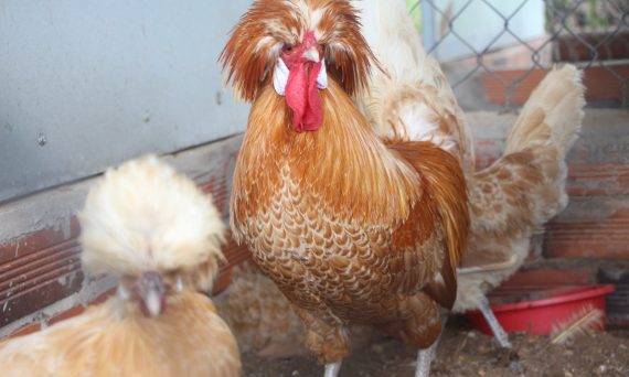 Gà Ba Lan - Giống gà kiểng đẹp có thể nuôi để lấy thịt 13 ga ba lan1