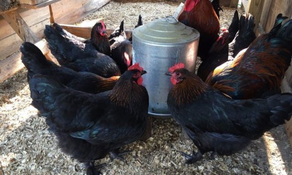 Gà Marans Pháp lai tạo từ gà rừng Indonesia và Ấn Độ 4 ga maran