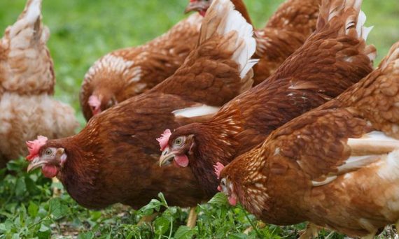 Gà Hisex chuyên trứng cao sản lai tạo bởi công nghệ Sex Link 4 ga Hisex