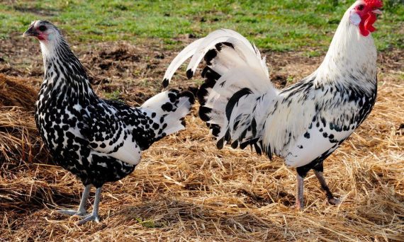 Gà Hamburg - Nguồn Gen Quý Dùng Lai Tạo Cho Nhiều Giống Gà Khác 16 gamburgskie