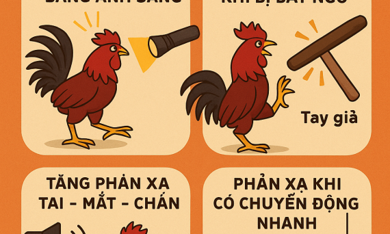 Luyện gà đá Phản Xạ Tự Nhiên – Bí Quyết Tạo Chiến Kê Chuyên Nghiệp 3 phan xa ga da