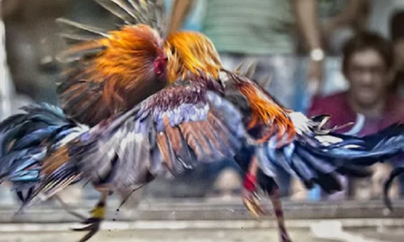 Điềm Báo, Huyền Cơ Và Nghệ Thuật Tiên Tri Qua Gà 9 Tien Tri Qua Ga da